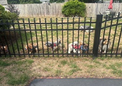 Safe and fun environment at doggy daycare