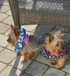 Two Yorkshire terriers wearing colorful inflatable collars