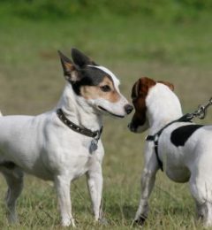 Two small terrier dogs sniffing on grass