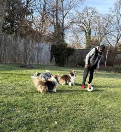 Person playing soccer with three collies